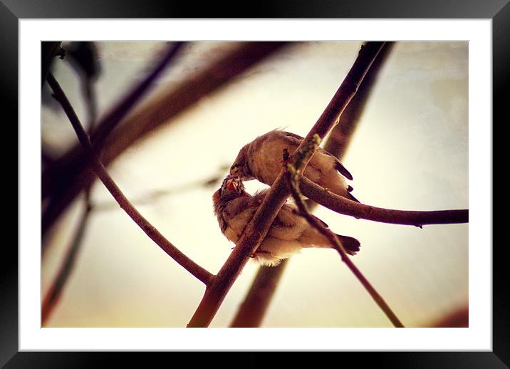Love is... Framed Mounted Print by Maria Tzamtzi Photography