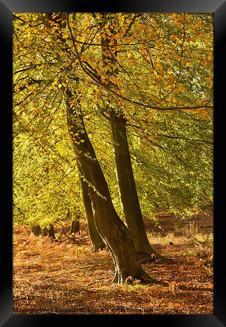 Autumn Beeches Framed Print by Ann Garrett