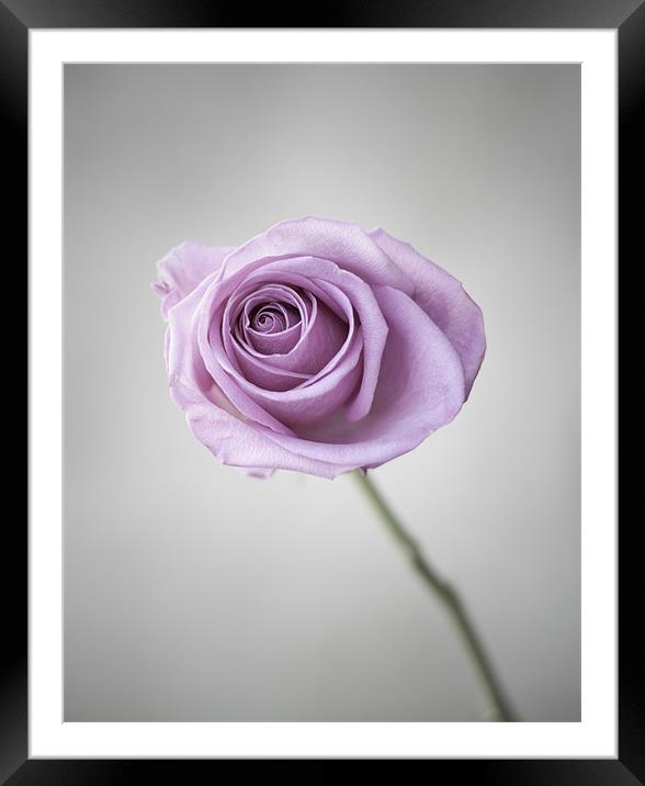 Pink Rose Framed Mounted Print by Linda Somers