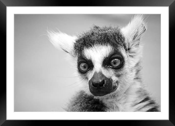Ring Tailed Lemur Framed Mounted Print by Hayley Newton