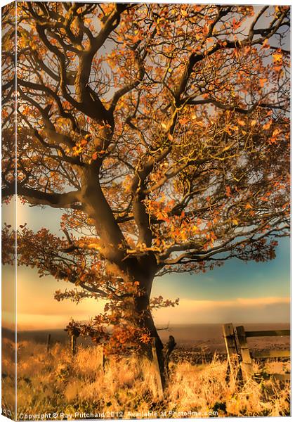 Painted Tree Canvas Print by Ray Pritchard