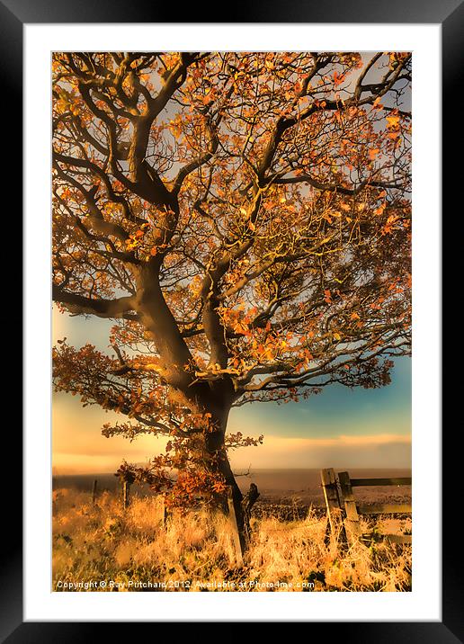 Painted Tree Framed Mounted Print by Ray Pritchard