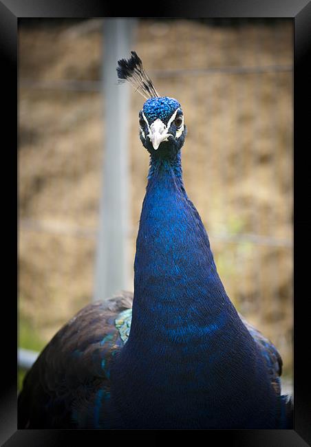 Peacock Framed Print by Hayley Newton