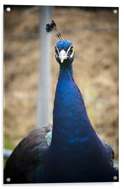 Peacock Acrylic by Hayley Newton