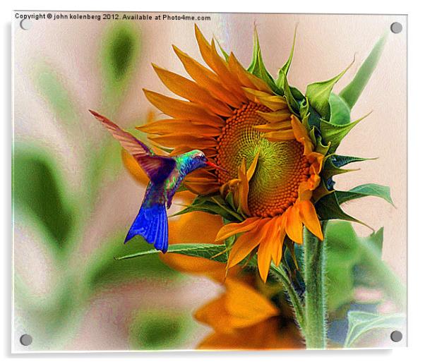 hummingbird on sunflower Acrylic by john kolenberg