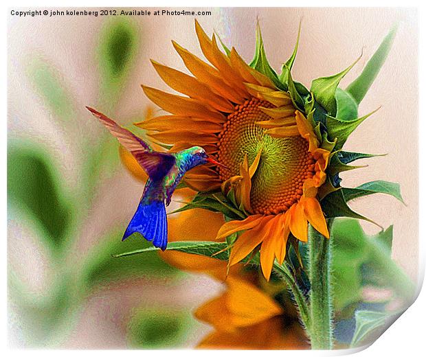 hummingbird on sunflower Print by john kolenberg