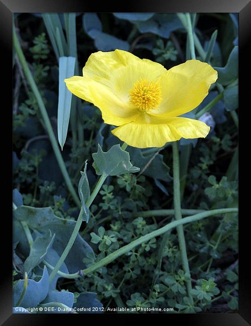 Yellow Poppy Framed Print by DEE- Diana Cosford