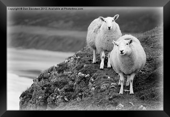 Ross and Silly the Sheep Framed Print by Dan Davidson