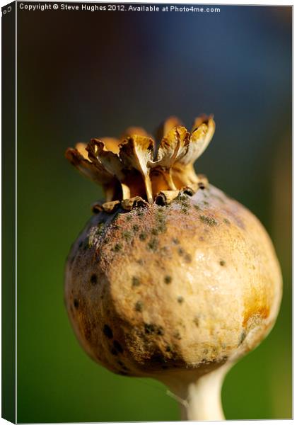 Poppy Seed Head Macro photography Canvas Print by Steve Hughes