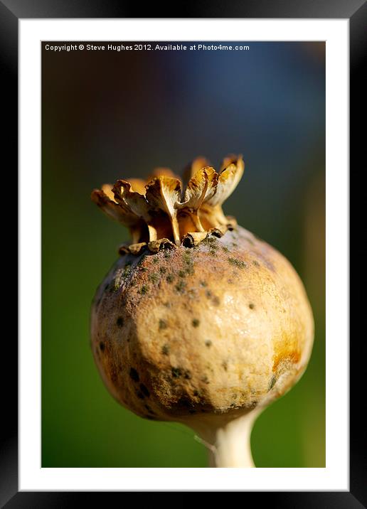 Poppy Seed Head Macro photography Framed Mounted Print by Steve Hughes