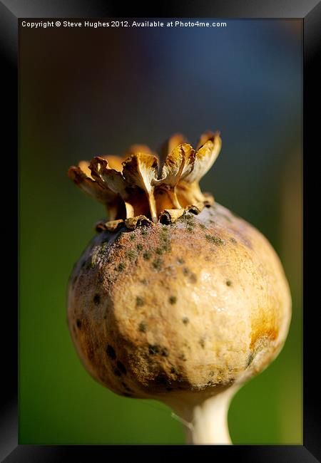Poppy Seed Head Macro photography Framed Print by Steve Hughes