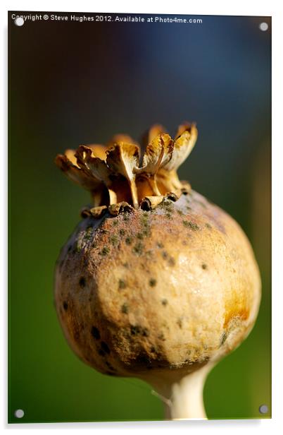 Poppy Seed Head Macro photography Acrylic by Steve Hughes