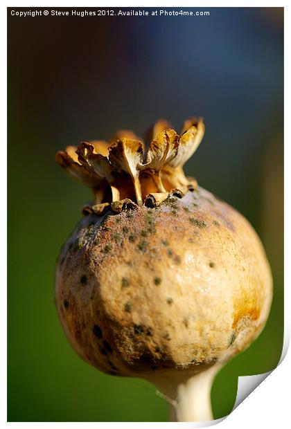 Poppy Seed Head Macro photography Print by Steve Hughes
