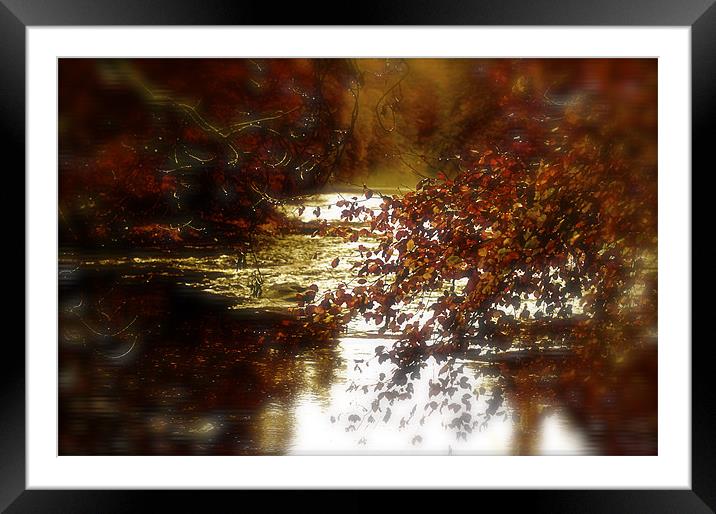 Golden Autumn Framed Mounted Print by jane dickie