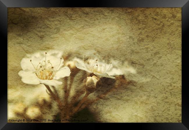 Flowers from a Spiraea Bush Framed Print by Julie Coe