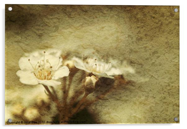 Flowers from a Spiraea Bush Acrylic by Julie Coe