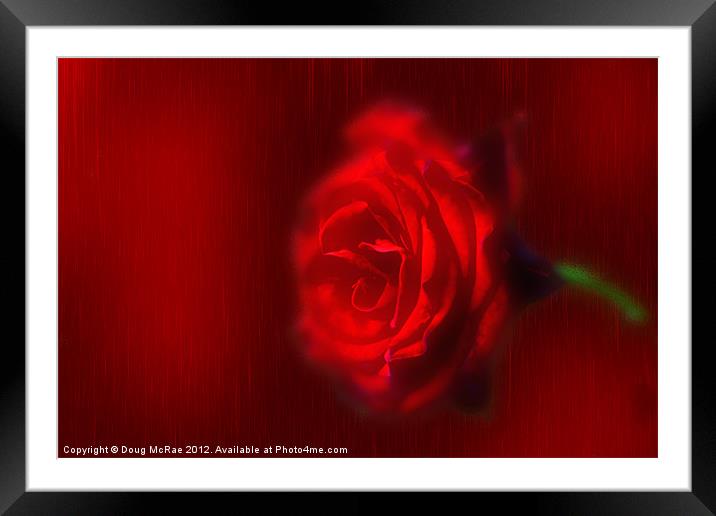 A Red rose Framed Mounted Print by Doug McRae