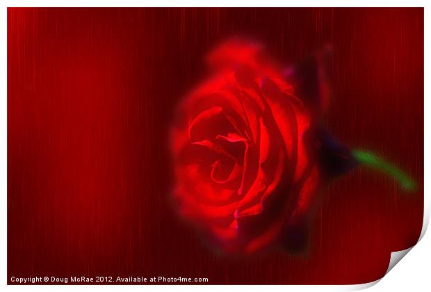 A Red rose Print by Doug McRae