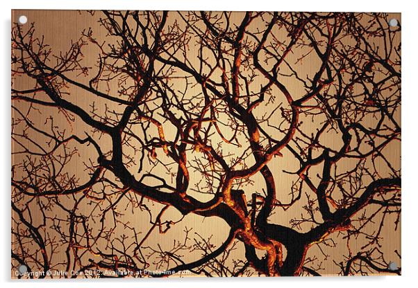 Branching Out Acrylic by Julie Coe