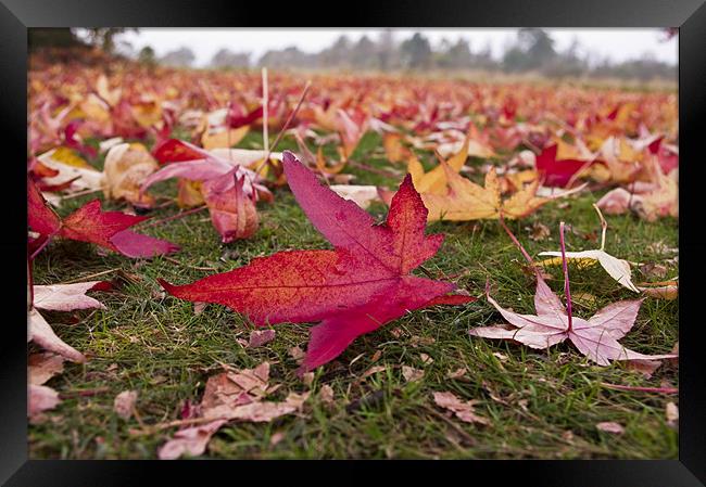 Autumn Leaves Framed Print by Chris Walker