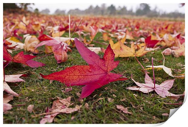 Autumn Leaves Print by Chris Walker
