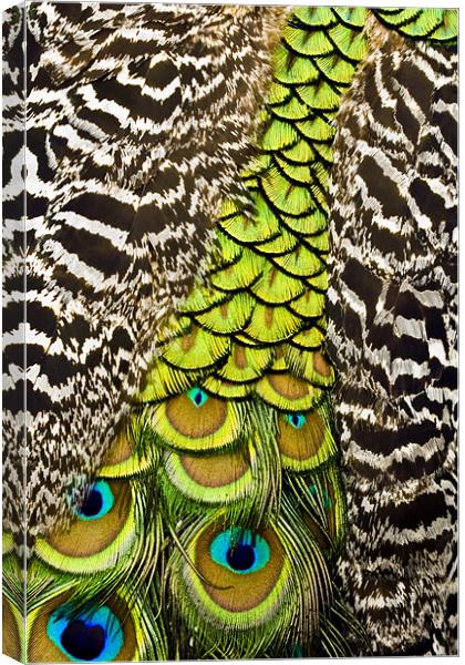 Peacock Pattern Canvas Print by Chris Walker