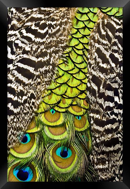Peacock Pattern Framed Print by Chris Walker