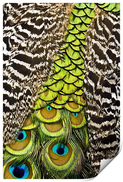 Peacock Pattern Print by Chris Walker