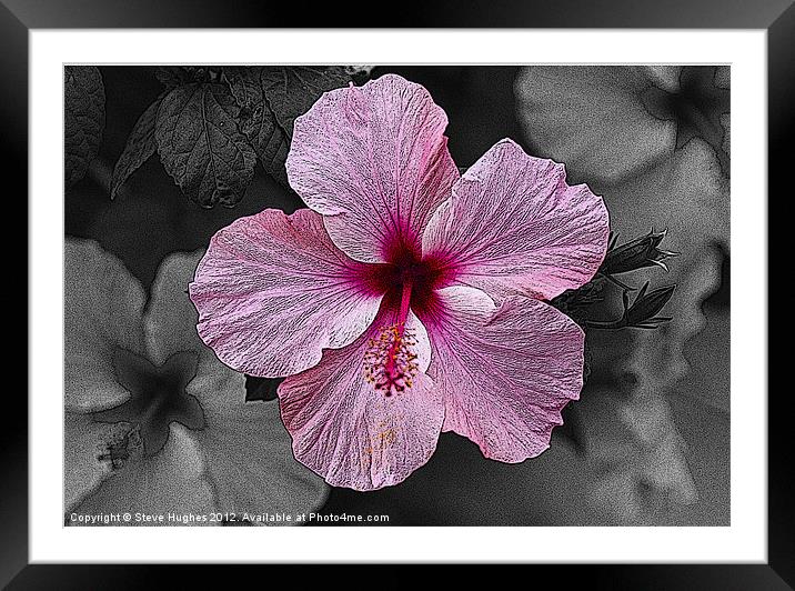 Pink Hibiscus flower Framed Mounted Print by Steve Hughes