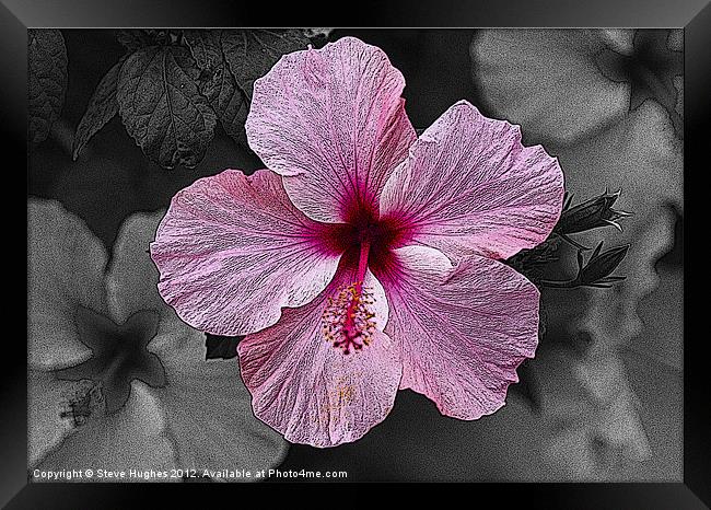 Pink Hibiscus flower Framed Print by Steve Hughes