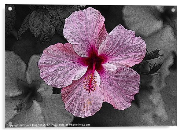 Pink Hibiscus flower Acrylic by Steve Hughes