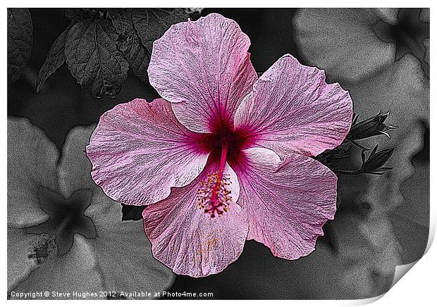 Pink Hibiscus flower Print by Steve Hughes