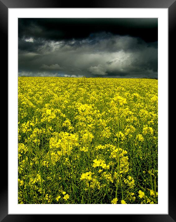 Rape Seed Yellow, Aberdeenshire Framed Mounted Print by Linda Somers