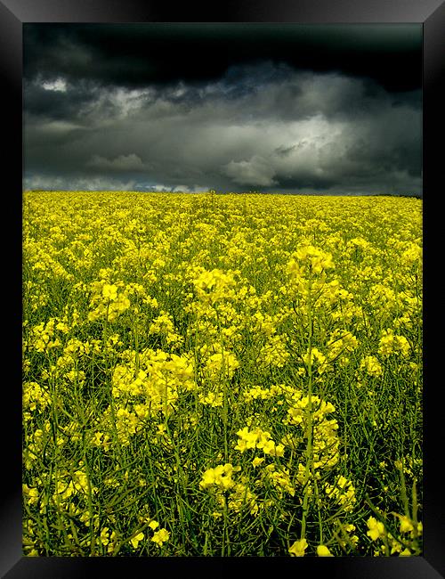 Rape Seed Yellow, Aberdeenshire Framed Print by Linda Somers