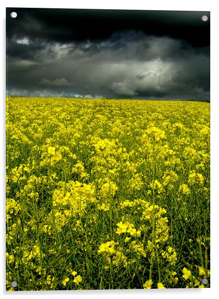 Rape Seed Yellow, Aberdeenshire Acrylic by Linda Somers