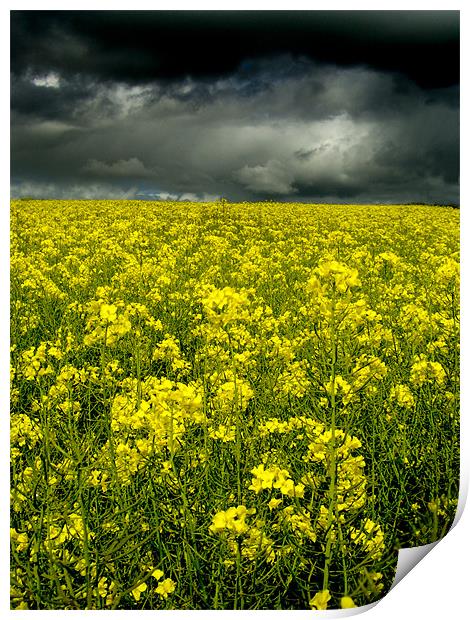 Rape Seed Yellow, Aberdeenshire Print by Linda Somers