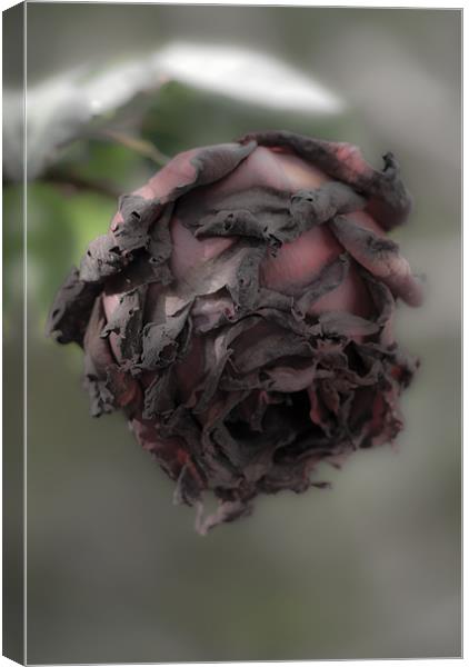 Death of a rose. Canvas Print by Barry Foote