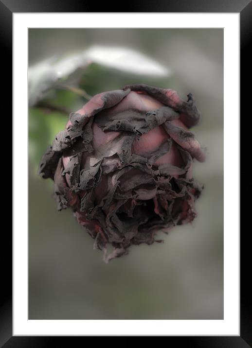 Death of a rose. Framed Mounted Print by Barry Foote