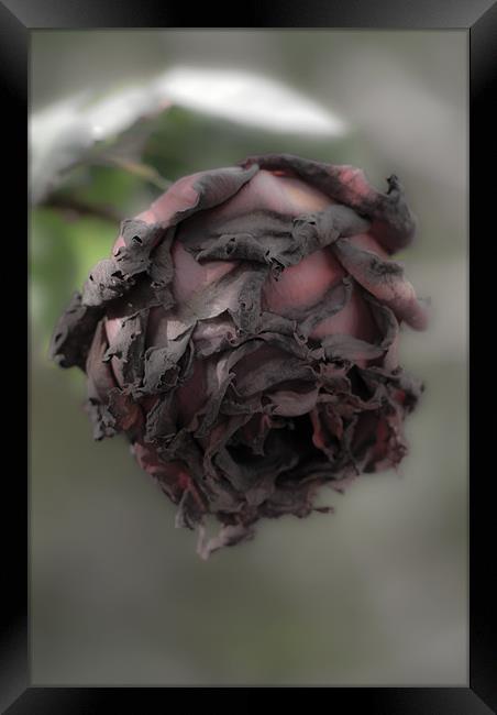 Death of a rose. Framed Print by Barry Foote