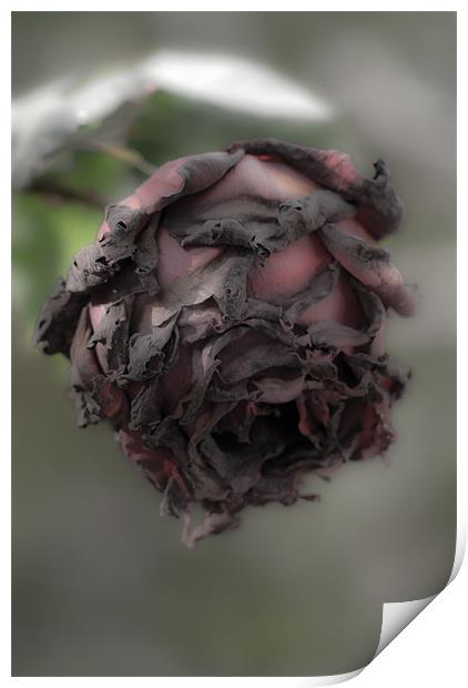 Death of a rose. Print by Barry Foote