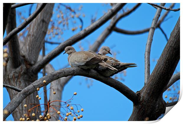 Doves in love Print by Barry Foote