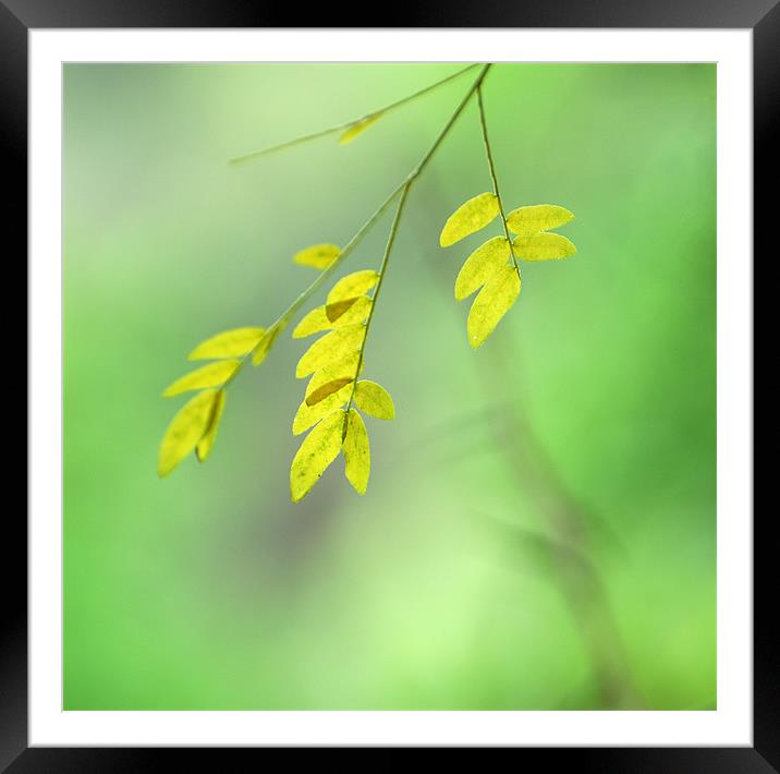yellow leaves Framed Mounted Print by Guido Montañes