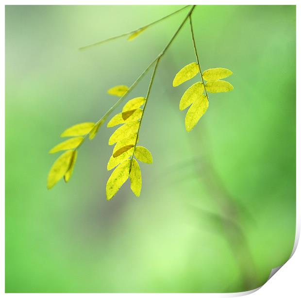 yellow leaves Print by Guido Montañes