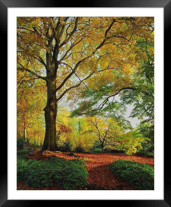 Autumn Colours Sheffield Botanical Gardens Framed Mounted Print by Darren Galpin