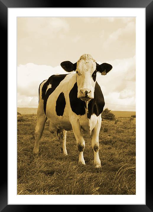 Irish Cow Framed Mounted Print by Alex Tenters