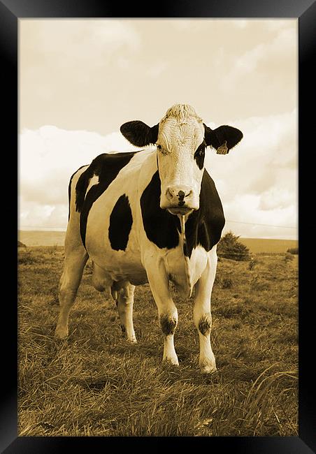 Irish Cow Framed Print by Alex Tenters