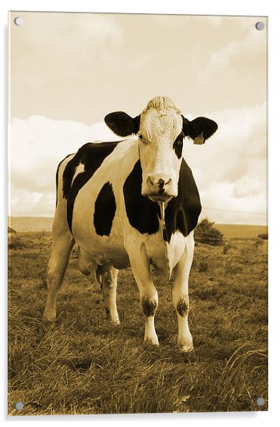 Irish Cow Acrylic by Alex Tenters
