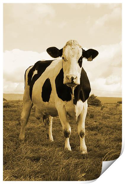Irish Cow Print by Alex Tenters