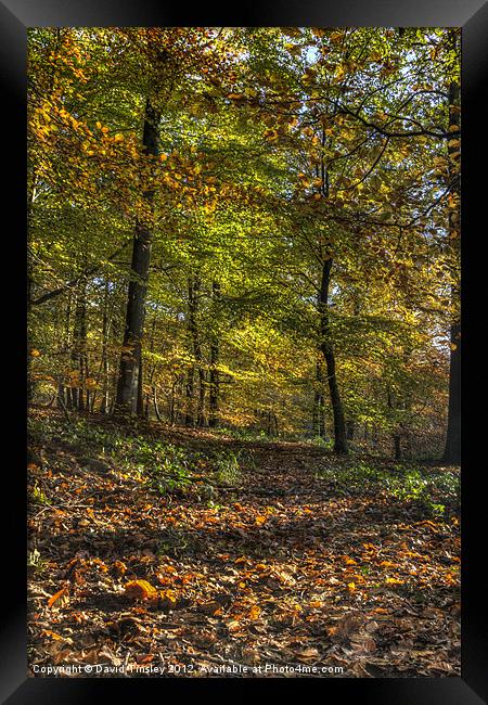 Autumn Tints Framed Print by David Tinsley