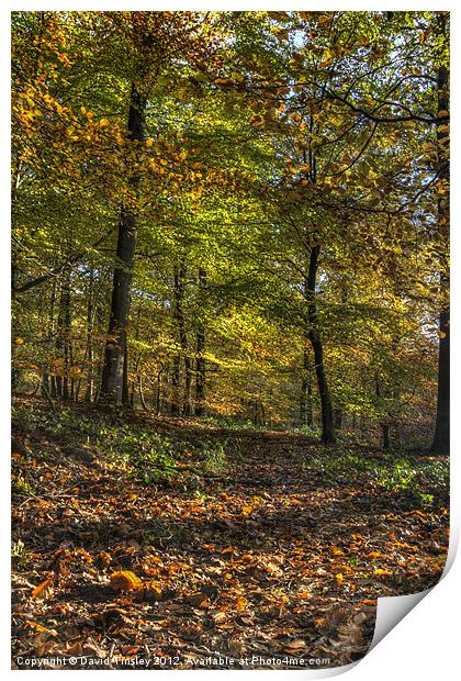 Autumn Tints Print by David Tinsley